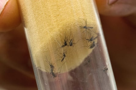 Aedes Aegypti mosquitoes, which transmit dengue fever and Zika virus, in a jar at the International Atomic Energy Agency Insect Pest Control Laboratory in Seibersdorf, Austria.