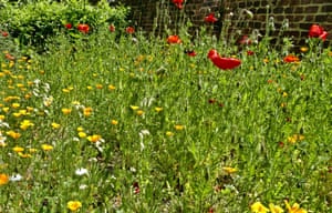 Berkshire council have extended their No Mow May policy to allow verges to grow wild, and encourage wild flowers and weeds to attract bees and other insects