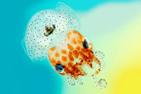 Mark R Smith’s Hawaiian bobtail squid photograph