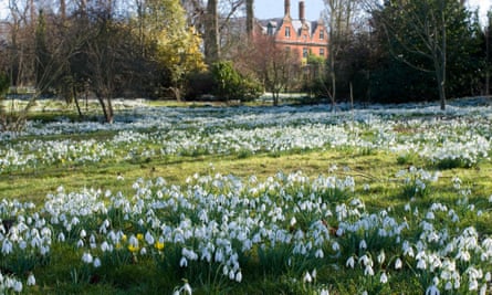 Galanthus nivalis - Carpet of Snowdrops and Eranthis hyemalis - Winter Aconites in the woods at Chippenham Park, Cambridgeshire. NGS Open Day for Snowdrops 10 February