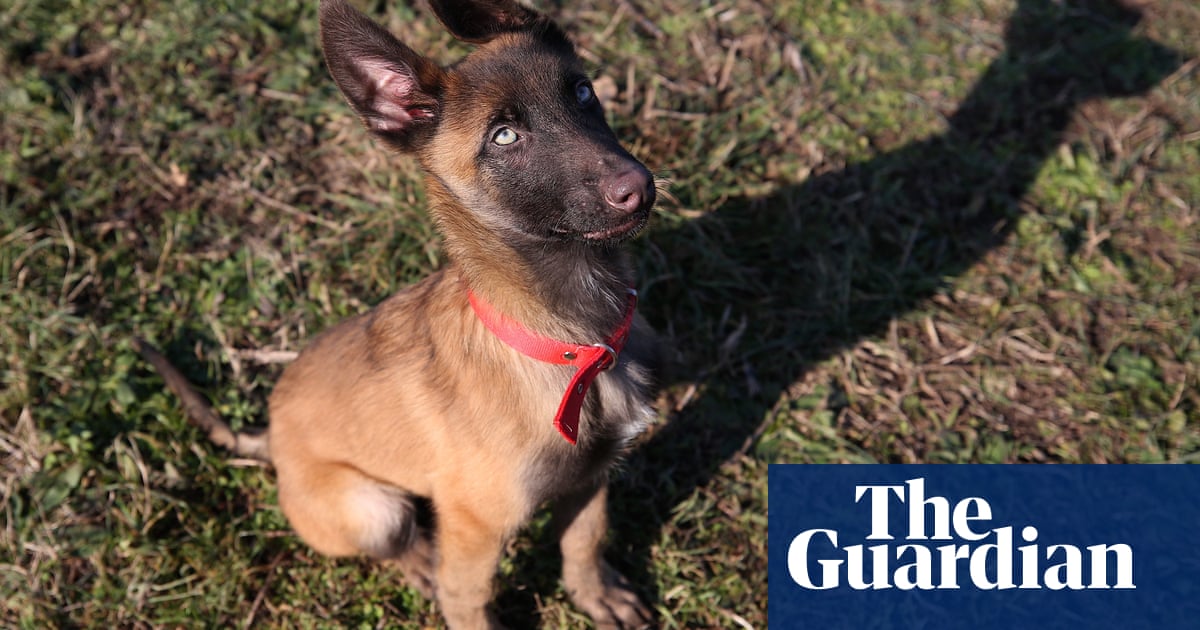 Blazing saddles and a plague of locusts: Friday's best photos