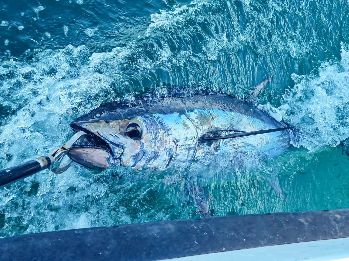 It's a bucket-list fish': bluefin tuna are back in British seas – and so  are the fishing boats, Environment
