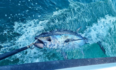 Bluefin tuna disappeared from UK waters in the 1960s, but can now be caught off the coast of Cornwall.