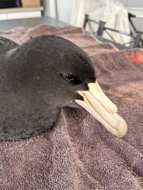 A giant petrel resting on a towel