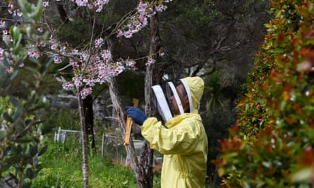A beekeeper examines a beehive in the suburbs of Auckland