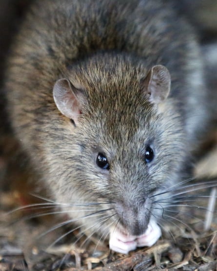 Rats and other pests carried by ships often wiped out local species.