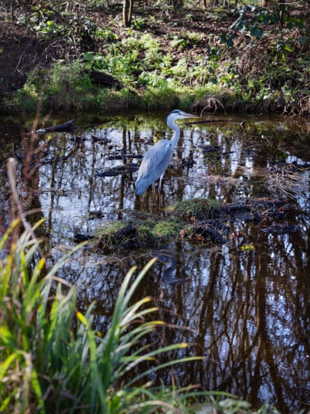 A heron
