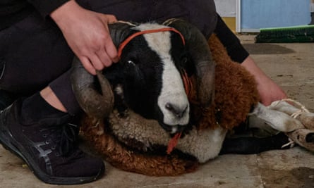 Mohammed binds the legs of a sheep as he prepares it for ritual sacrifice