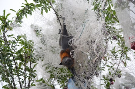 Grey-headed flying fox entangled in non-wildlife-friendly nylon fruit tree netting