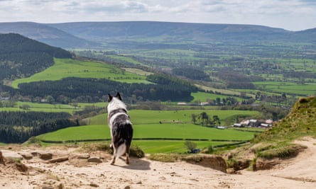 A black and white dog looking at the view from the peak of Rosebery Topping