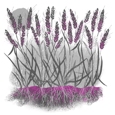 Superimposed image showing plastics in the wheat and in the soil Superimposed image showing plastics in the fish, in the bread and in the milk that were featured in the previous illustration.