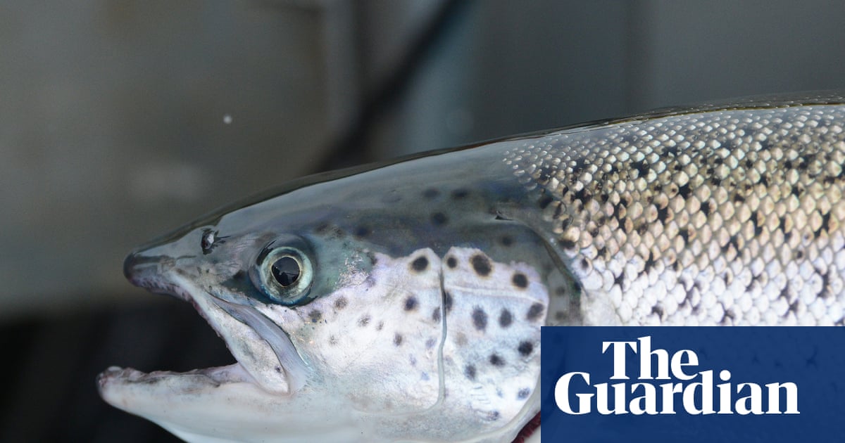 Tasmanian salmon farms blocked from using antibiotic florfenicol after detection in wild fish 10km away