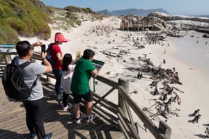 Tourists at Boulders Beach