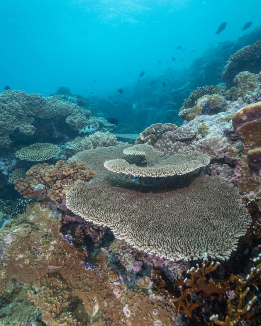 Some parts of the Namena Reserve were spared from past cyclones’ storm surges and are home to large and intact table corals