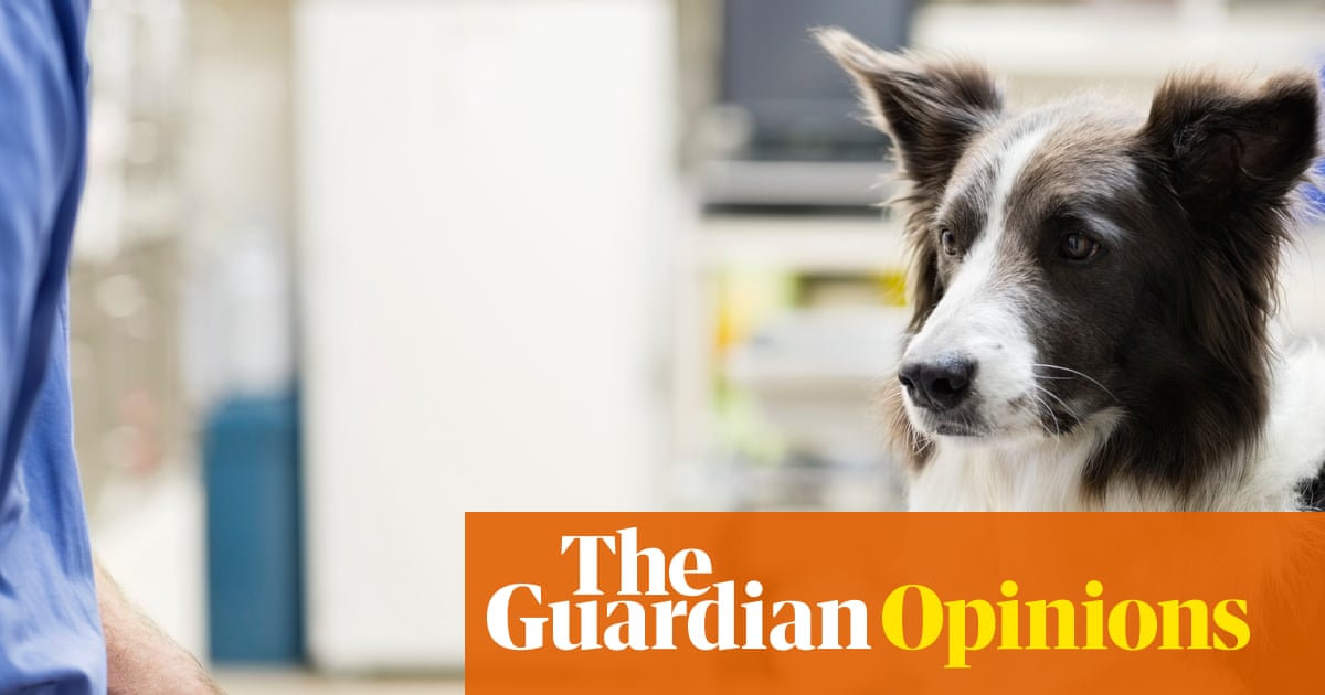 The Guardian view on vets: there is nothing cuddly about this under-regulated market | Editorial