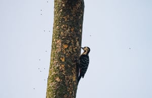 A fulvous-breasted woodpecker vigorously drilla through into a tall East American mahogany tree, eating insects. In contrast, other insects fly away in fear at Tehatta, West Bengal, India. The fulvous-breasted woodpecker, a medium-sized species in the Picidae family, is found in forests at altitudesup to 2800m in India, Bangladesh, Bhutan, Nepal, and Myanmar. These woodpeckers are non-migratory resident birds, with populations living at higher altitudes descending to lower levels during winter