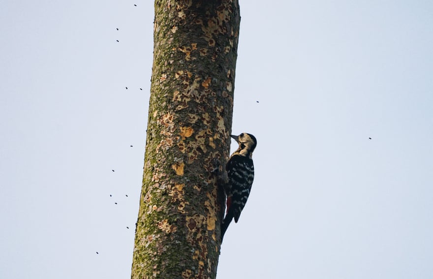 Fulvous-breasted woodpecker