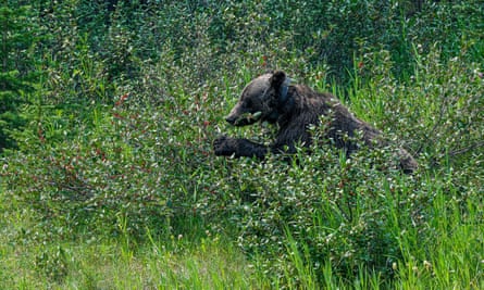 Grizzly bears in Alberta, Canda were found to spend time looking for shaded vegetation in hotter temperatures, which could impact on hunting time