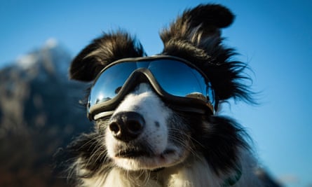Meagaidh wears “doggles” to protect her eyes during travel by helicopter.