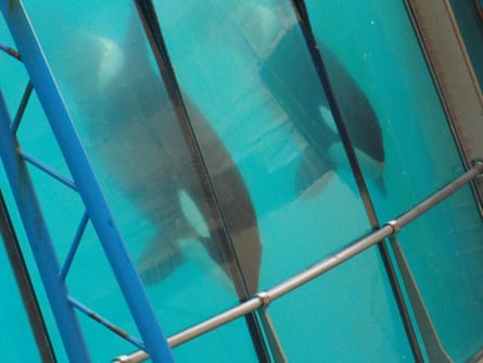 Two orcas can be seen in water through glass