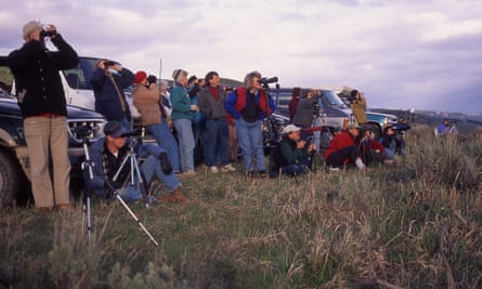 People watch wolves from Lamar Valley, 1995.