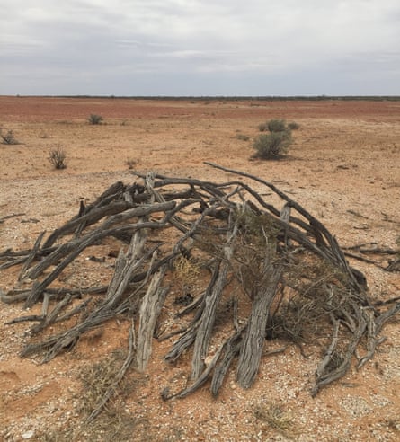Aboriginal house made of gathered branches