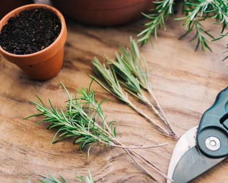Plant cuttings, small shears and pot with earth