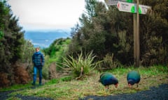 A pair of takahē peck the ground under a trail marking at Orokonui Ecosanctuary, near Dunedin, a bushwalker is seen in the background.