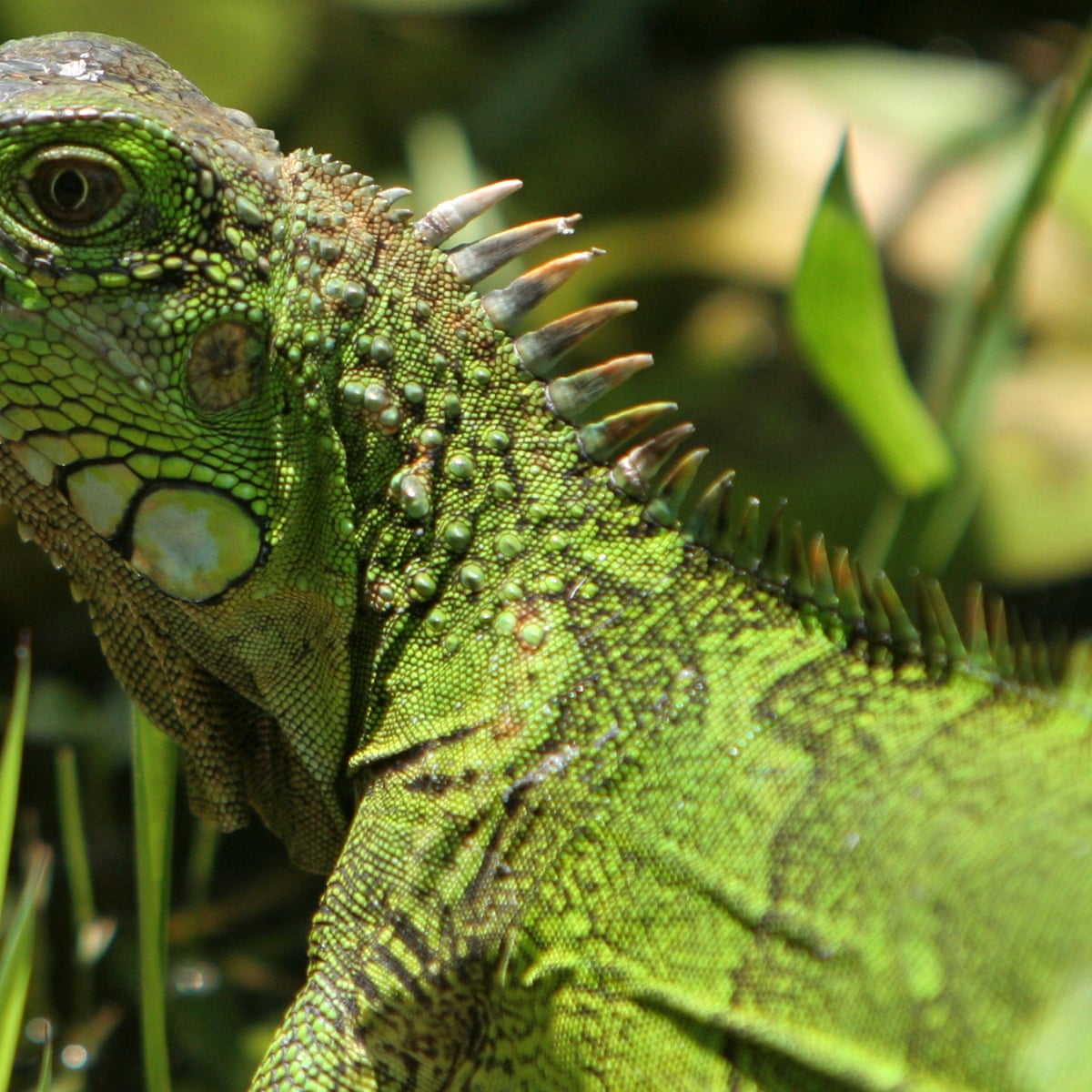 Toddler's mystery infection traced back to cake-snatching iguana ...
