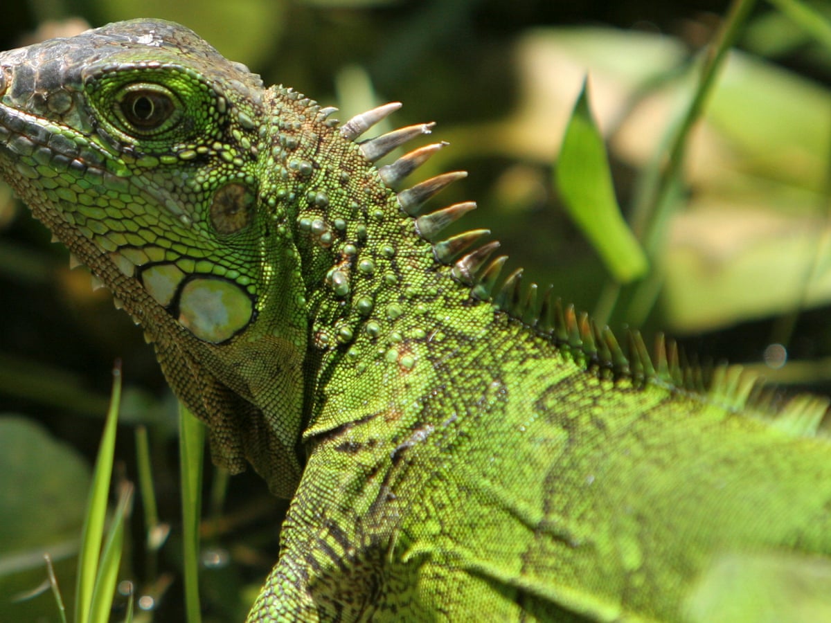 Toddler's mystery infection traced back to cake-snatching iguana ...