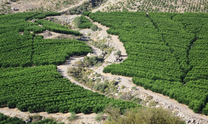How Demand For Avocado Is Causing Chile S Water To Run Out Lifegate