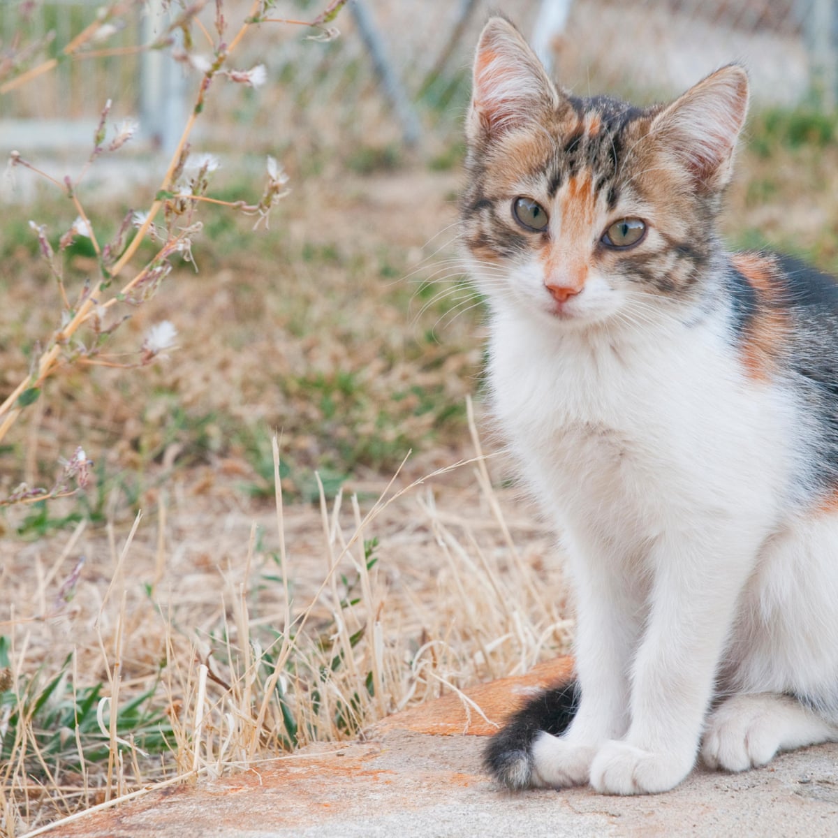 Welcome To Cat School Taylor Swift Lifts Flap On Elite Cats Training College Cats The Guardian