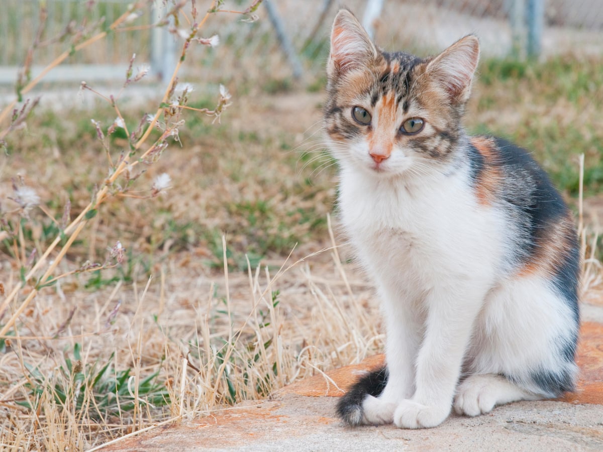 Welcome To Cat School Taylor Swift Lifts Flap On Elite Cats