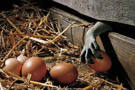 A raccoon’s paw reaches through a gap in a wooden wall to steal a hen’s egg from a clutch in some hay