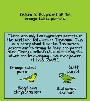 Australian cartoonist First Dog on the Moon investigates the plight of the orange bellied parrot. The Tasmanian government is trying to keep this species alive, but is chopping down the habitats of the swift parrot