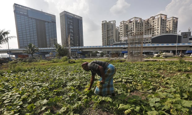 A farmer plucks pumpkin flowers from his field in Kolkata, India.