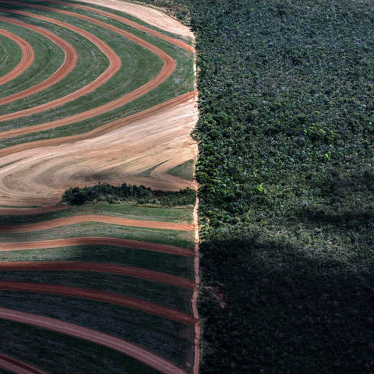 Case Study Analysis: The Cerrado, Brazil