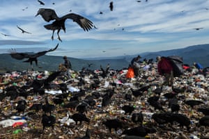Black vultures are seen at the municipal dump
