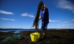 David O’Halloran, who runs seaweed company Blath na Mara with his wife Jenny, harvests sea spaghetti (Himanthalia elongata) on a rocky shore on Inis Mór. While other seaweed farmers plan to retain their focus on organic food and cosmetics, others are keeping an eye on potential opportunities in the animal fodder market