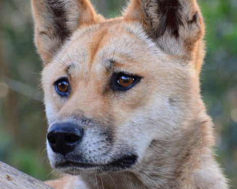 Sandy, the pure desert dingo