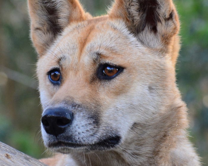 Scientists find dingoes genetically different from domestic dogs after decoding genome | Wildlife | The Guardian