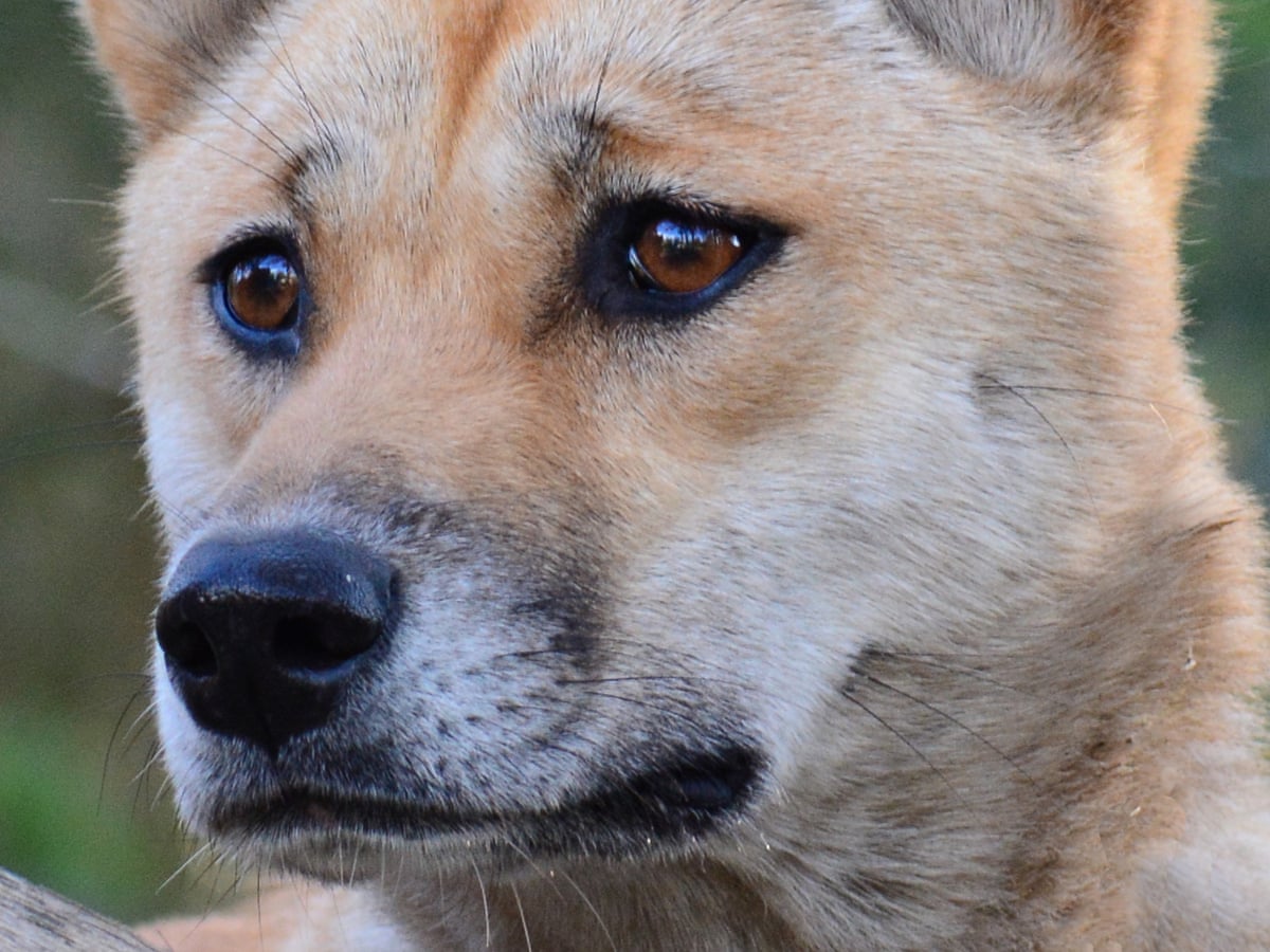 Scientists find dingoes genetically different from domestic dogs after  decoding genome | Wildlife | The Guardian
