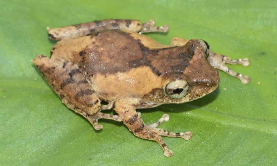 A frilled tree frog 