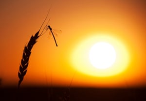 A dragonfly lands on a stalk of wheat. Many insects are in rapid decline due to factors such as habitat loss and intensive farming methods.
