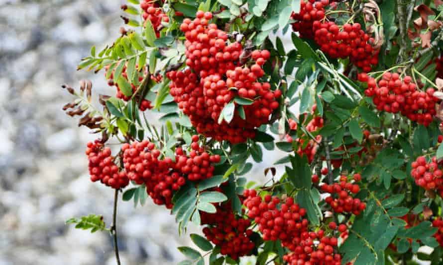 Rowan berries in Henley on Thames, Oxfordshire.