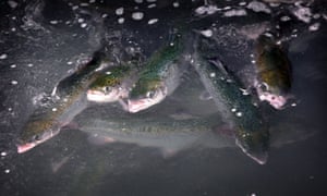 Scottish salmon farm