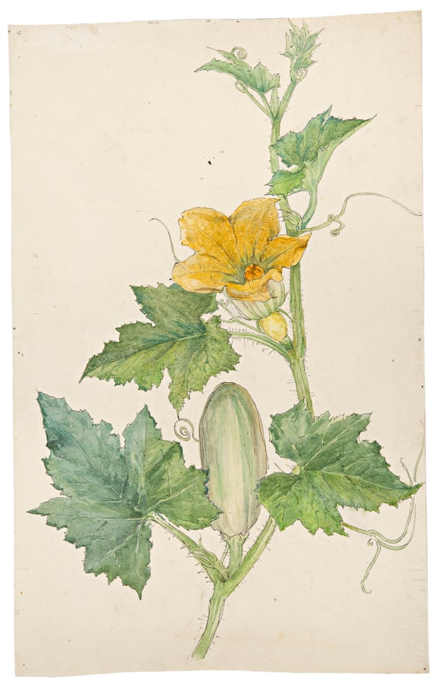 An 1890s botanical study of a cucumber plant
