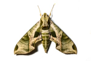 The pandorus sphinx moth