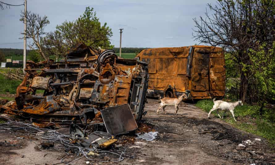 Goats cross a street between burned vehicles in the village of Vilkhivka near Kharkiv.