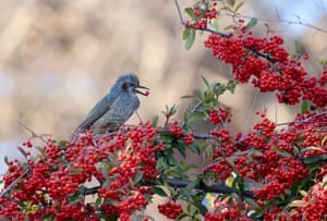Um bulbul de orelha marrom come uma baga de piracanta na cidade de Gangneung, na costa leste da Coreia do Sul